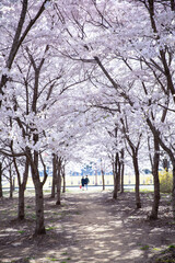 Fototapeta premium 꽃길