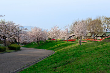 Obraz na płótnie Canvas 公園そびえる桜の木