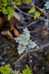 
Silver green Wormwood leaves in the forest. Artemisia absinthium ( absinthe, absinthium, absinthe wormwood ) plant. 