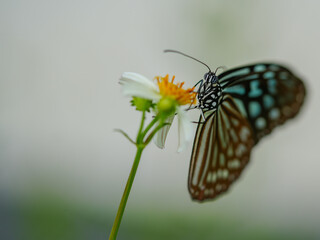 butterfly on flower © TheWildGoose_Child