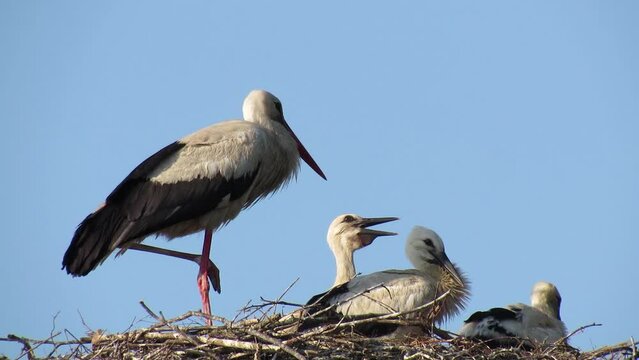 A stork with food flew into the nest with three storks and a female stork. The female stork meets the male stork with a beak crack. Video.