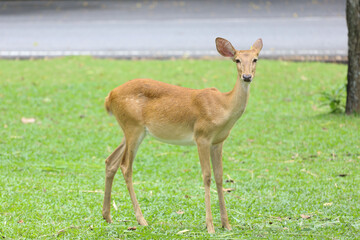 Naklejka na ściany i meble The female deer in garden at thailand