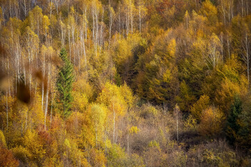 Fototapeta premium The colors and texture of autumn in beautiful sceneries, landscape, flowers and leaves 