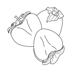 Vector illustration of persimmon fruit with pieces of fruit. Contour illustration. doodles