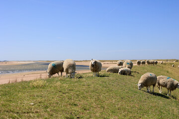 Obraz premium Typical dutch summer landscape of Texel island. Domestic sheep in open farm with green meadow, the Netherlands.