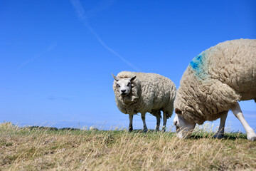 Typical dutch summer landscape of Texel island. Domestic sheep in open farm with green meadow, the...