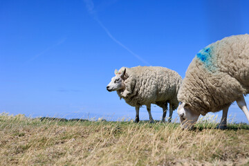 Obraz premium Typical dutch summer landscape of Texel island. Domestic sheep in open farm with green meadow, the Netherlands.
