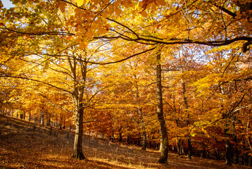 Fototapeta premium The colors and texture of autumn in beautiful sceneries, landscape, flowers and leaves 