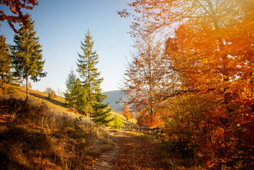 Obraz premium The colors and texture of autumn in beautiful sceneries, landscape, flowers and leaves 