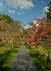 Path in Autumn