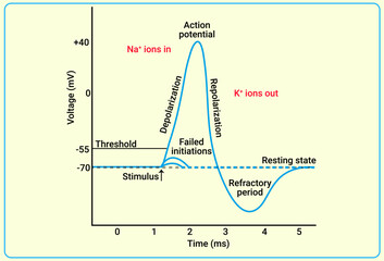 An action potential is a rapid rise and subsequent fall in voltage or membrane potential across a cellular membrane with a characteristic pattern