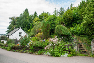 Cute little whitewashed cottage surrounded by flower bushes and greenery in Scotland, United Kingdom - obrazy, fototapety, plakaty