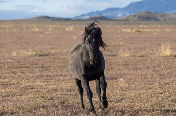 Majestic Wild Horse in Spring in the Utah Desert