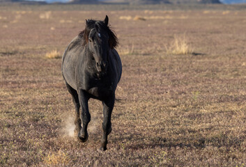Majestic Wild Horse in Spring in the Utah Desert