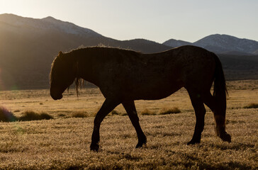 Majestic Wild Horse in Spring in the Utah Desert