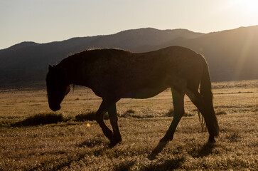 Majestic Wild Horse in Spring in the Utah Desert