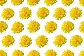 Seamless pattern of yellow dandelion. Decorative background from a dandelion.