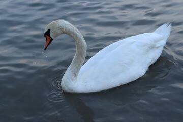 white swan swimming  in the lake, river