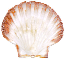 Muschel und Muschelschale