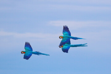 Colorful macaw parrot flying in the sky. © Passakorn