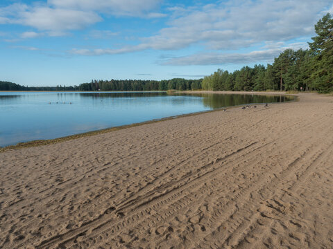 Sand beach at Strandstuvikens camping near Nykoping, Sweden. Shore of baltic sea bay with pine tree forest. Summer sunny morning.