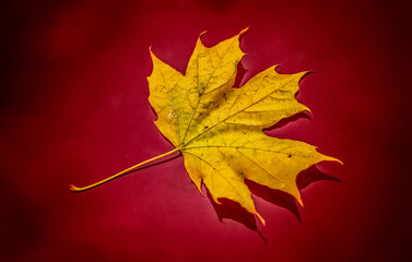 The colors and textures of autumn season in beautiful sceneries, landscape, flowers and leaves