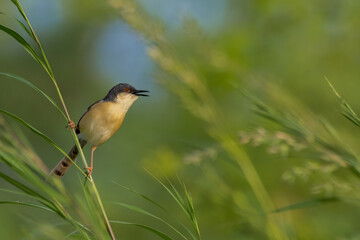 The ashy prinia or ashy wren-warbler is a small warbler in the family Cisticolidae. 