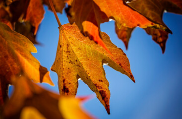 The colors and textures of autumn season in beautiful sceneries, landscape, flowers and leaves