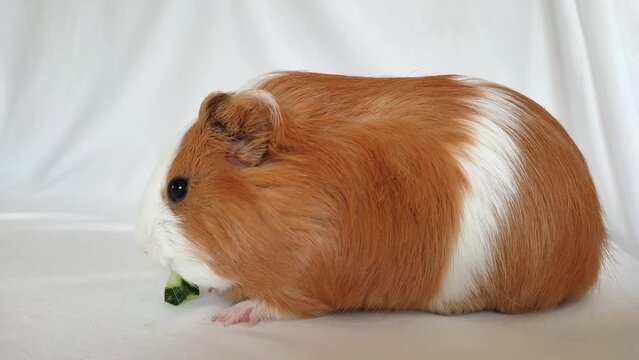 Red guinea pig eats cucumber. white background