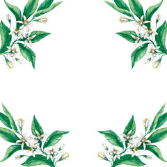 Square frame with branches of green leaves and white flowers on a white background. Botanical watercolor illustration, hand-drawn.