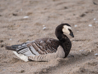 Close up of a barnacle goose, Branta leucopsis standing in the sand and preening her wings on a summer sunny day
