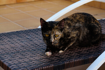 Carey cat starring with a suspicious look at nowhere while is sitted on a deck chair