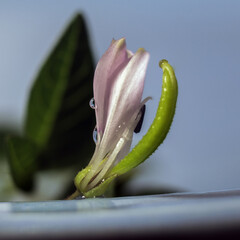 a very strange tiny flower