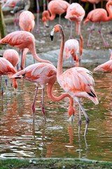 Flamingo with drops falling from its beak while another flamingo drinks from the pond surrounded by more flamingos