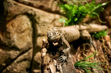 Tropical reptile of the Iguana genus perched on a tree trunk while walking with a stone wall of