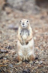 Prairie dog (Cynomys) in the woods standing on its little hind legs and looking to the side