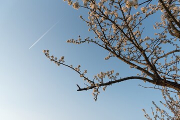 Kirschblüten vor blauem Himmel mit Flugzeug im Frühling