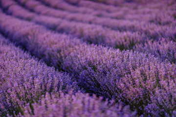 Obraz na płótnie Canvas Lavender flower blooming scented fields in endless rows.