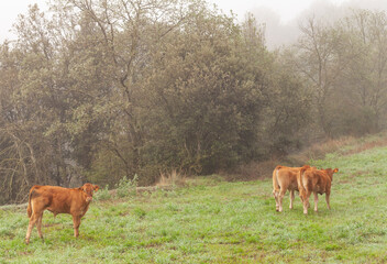 Tres (3) terneros de raza Limousin en un campo al amanecer entre la niebla, bruma (vaca, bóvido)....