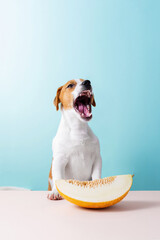 Jack Russell Terrier sits at a table on a colorful background. Dog wants to eat melon - obrazy, fototapety, plakaty