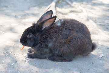 The rabbit is eating carrot on the ground.