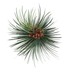 Naklejka na ściany i meble pine branch with cone, conifer fir christmas illustration