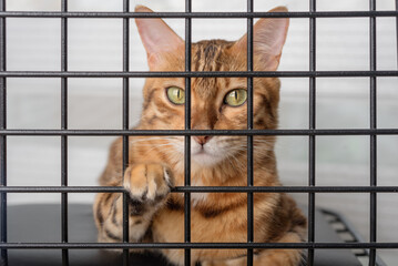 The muzzle of a sad cat is visible through the bars of the pet shelter. - obrazy, fototapety, plakaty