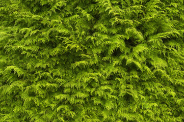 Close-up of the foliage of the garden conifer Chamaecyparis.