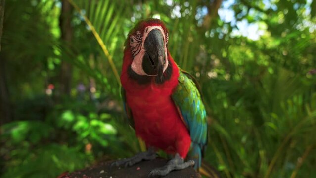 Close-up of a colorful red macaw parrot eating on a tree stump perches in tropical jungle wildlife park