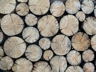 Felled tree trunks, Stack of Wood Stumps. Cutted firewood. Geometric background: natural wooden texture. High quality photo