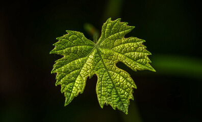 Beautiful close up and details of green leaves
