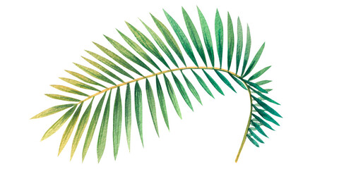 Coconut palm branch, green. An isolated object from a large set of CUBA. Watercolor illustration. For decoration and design of tropical, beach, summer, postcards, posters, booklets, patterns, frames. © NATASHA-CHU