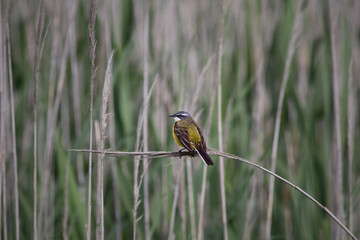 Bird from the water reeds