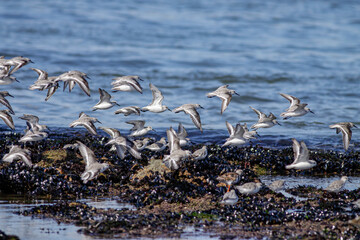 Flock of sanderlings in flight